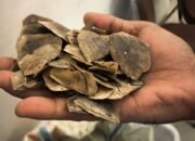 Polisi Gagalkan Perdagangan Sisik Tenggiling 30 Kg di Rokan Hilir, 2 Pelaku Buron