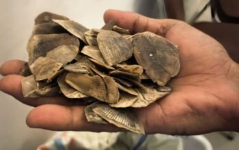 Polisi Gagalkan Perdagangan Sisik Tenggiling 30 Kg di Rokan Hilir, 2 Pelaku Buron