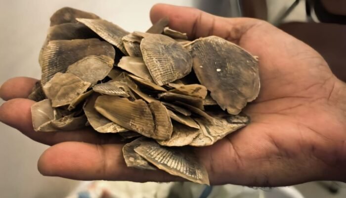 Polisi Gagalkan Perdagangan Sisik Tenggiling 30 Kg di Rokan Hilir, 2 Pelaku Buron