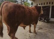 13 Sapi-Sapi Jumbo dari Riau Diusulkan Jadi Bantuan Presiden Iduladha 2026