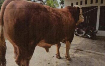 13 Sapi-Sapi Jumbo dari Riau Diusulkan Jadi Bantuan Presiden Iduladha 2026