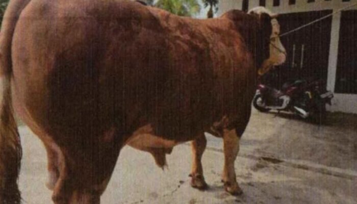 13 Sapi-Sapi Jumbo dari Riau Diusulkan Jadi Bantuan Presiden Iduladha 2026