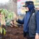 Bupati Afni Tanam Pohon di Lahan Bekas Karhutla upaya Penghijauan dan Menghindari Alih Fungsi Hutan